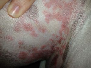 Dog skin rash