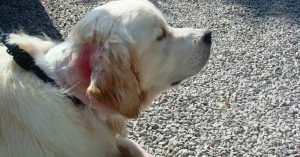 Severe heat rash on dogs