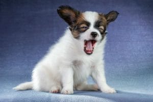 A small fluffy Papillon puppy sitting on a blue surface with its mouth wide open in a yawn or gag.