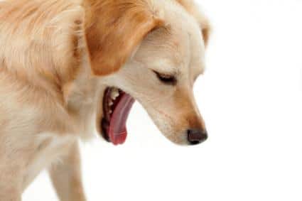 acid reflux in dogs home treatment