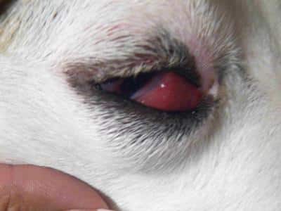 red eyes in dog