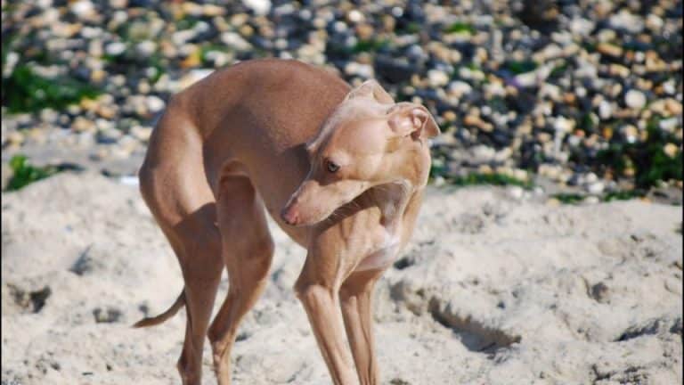 Dog trembling for no reason