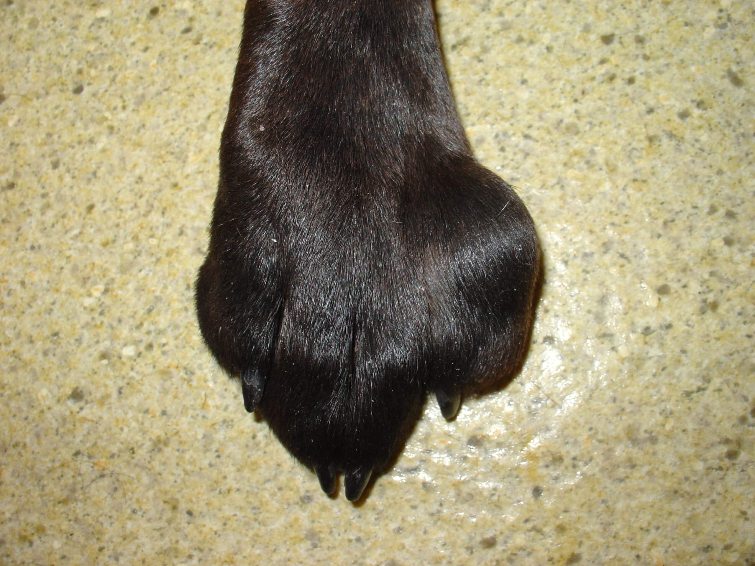 Dog Paw Swollen
