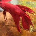 166328 1808175802773 417429 n