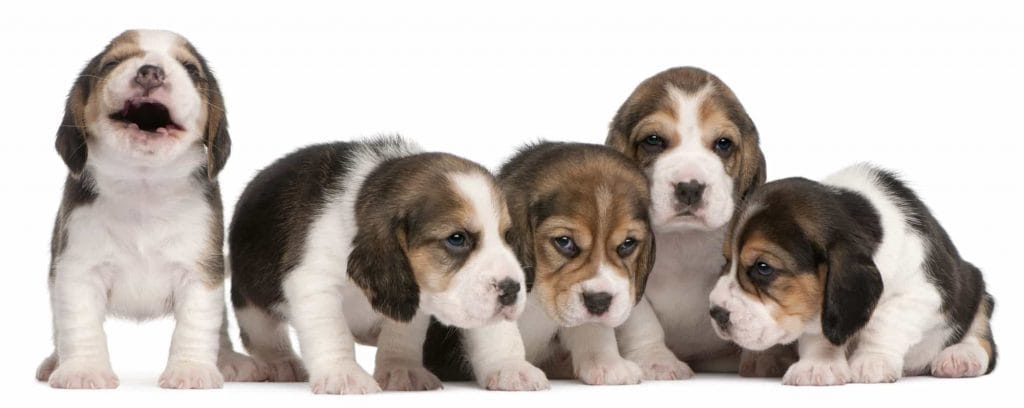 Five Beagle puppies sitting together on a white background