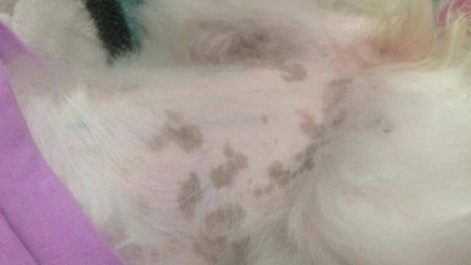 Black spots on dog skin