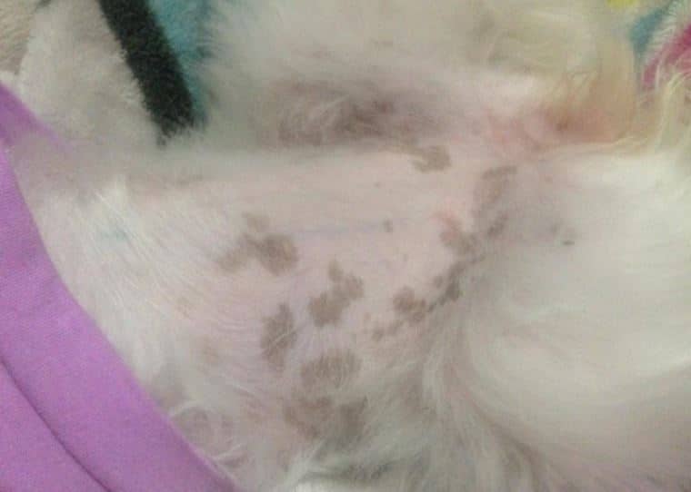 Black Spots on Dog's Skin, Belly and Gums – Causes & Treatment | Dogs