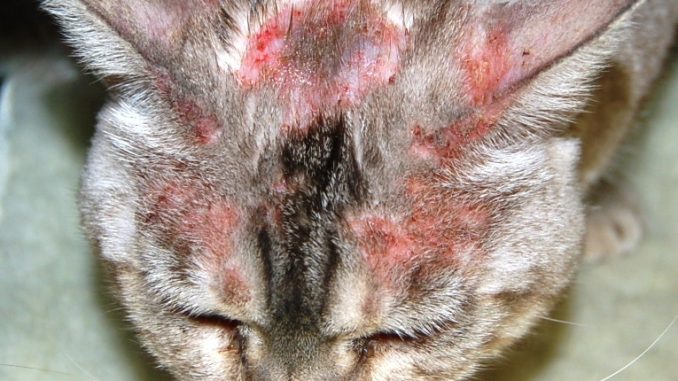 Cat miliary dermatitis