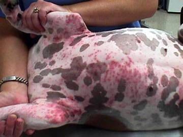 Dog allergic dermatitis