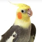 Lifespan-of-a-cockatiel-in-wild-and-captivity