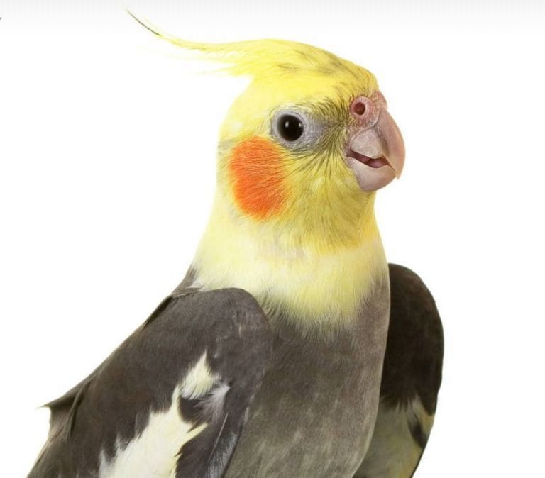 Lifespan-of-a-cockatiel-in-wild-and-captivity