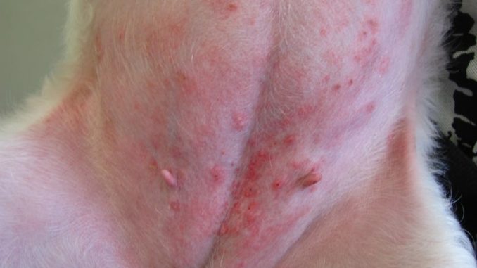Red rash on dog belly skin