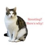 Cat scooting
