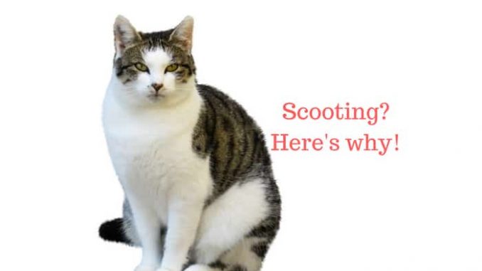 Cat scooting