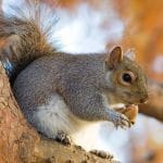 Lifespan of a squirrel on average