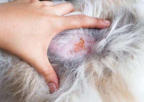 Yellow scab on a dog's skin
