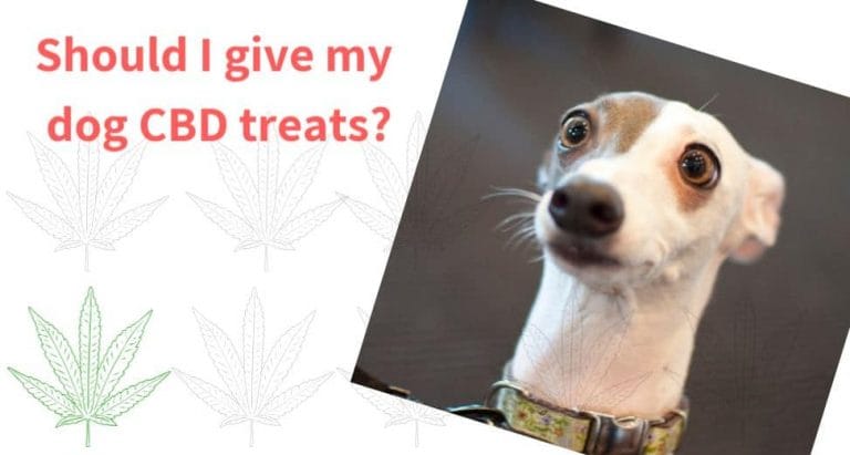 CBD Dog treats