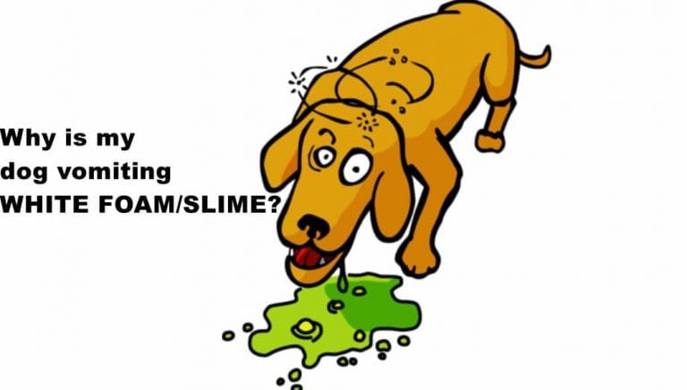Dog Vomiting White foam