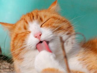 Hairballs remedy for cats