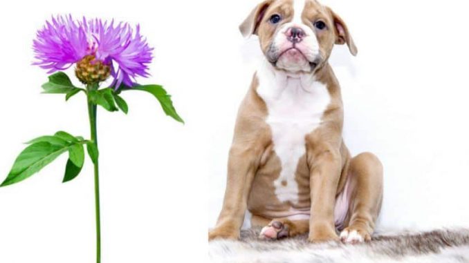 Milk Thistle for Dogs - Dosage, Benefits, Side Effects