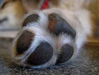 Swollen dog paw