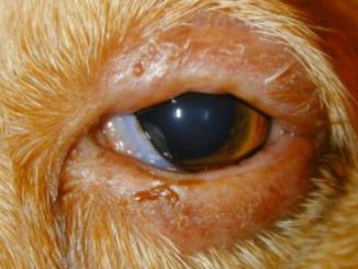 Dog swollen eyelid