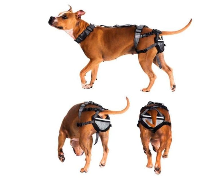What birth control options are there for dogs