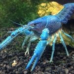 Can I keep a loster as a pet