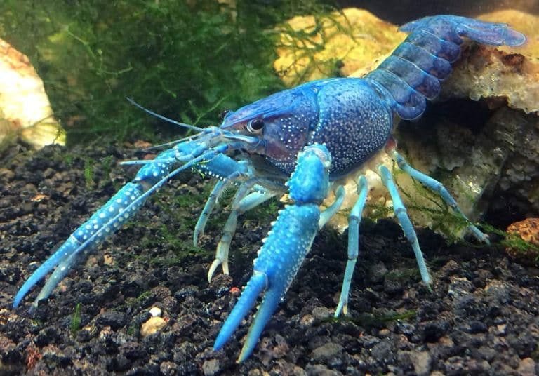 Can I keep a loster as a pet