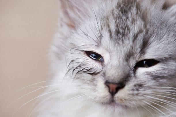 Allergies in cats causing watery blinking eyes