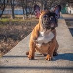 Everything You Need to Know about French Bulldogs