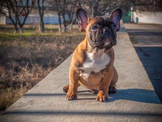 Everything You Need to Know about French Bulldogs