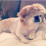 Everything You Need To Know About The Pekingese