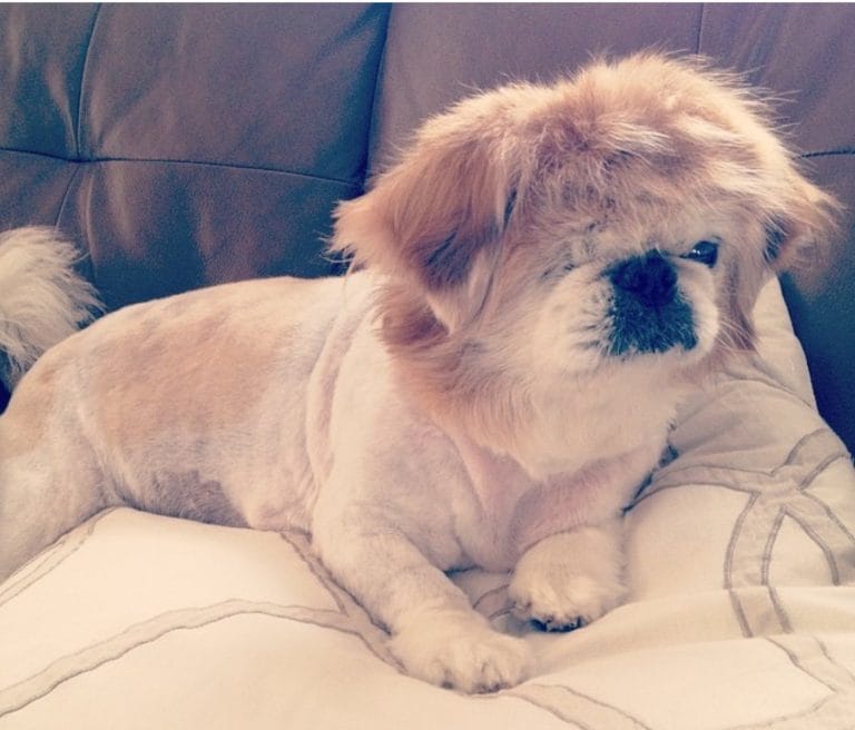 Everything You Need To Know About The Pekingese