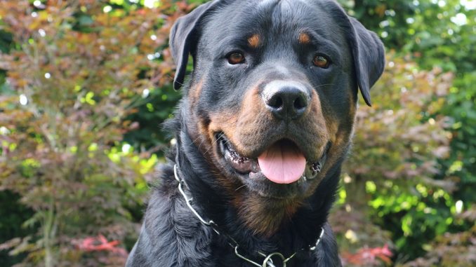 All You Need to Know About Rottweilers
