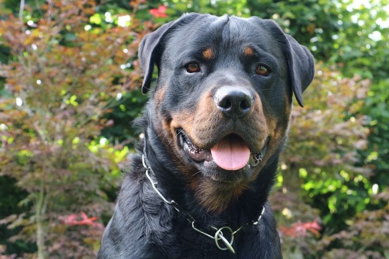 All You Need to Know About Rottweilers