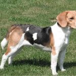 Dog Breed Guide - Beagle