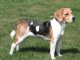 Dog Breed Guide - Beagle