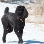 Black poodle walking in snow.