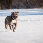 Everything You Need To Know About Pitbull Terriers