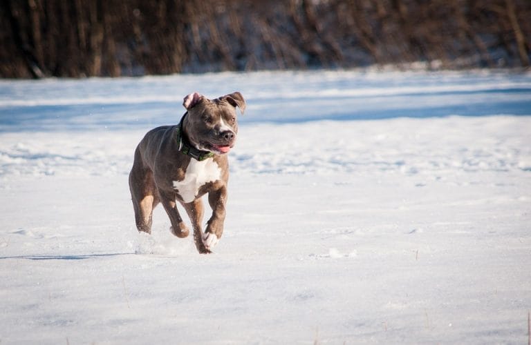 Everything You Need To Know About Pitbull Terriers