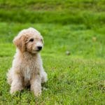 Dog Breed Guide - Goldendoodle
