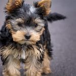 Dog Breed Guide - Yorkshire Terrier