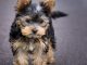 Dog Breed Guide - Yorkshire Terrier