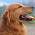 Everything You Need to Know About Golden Retrievers