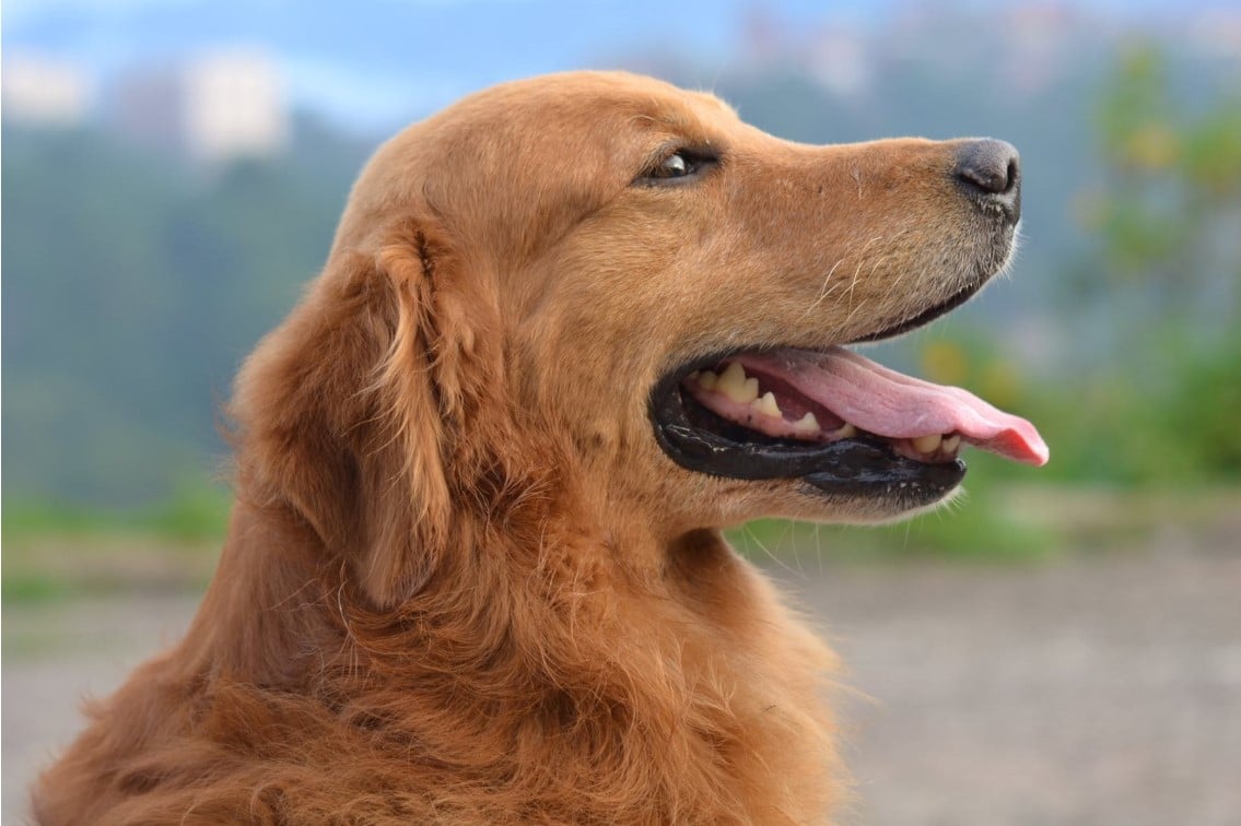 Dog Breed Guide – Golden Retrievers | Dogs, Cats, Pets