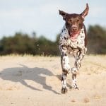Dog Breed Guide – German Shorthaired Pointer