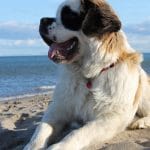 Saint Bernard dog lying on the beach.