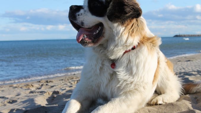 All You Need to Know About Saint Bernards