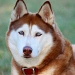 A Red Husky.